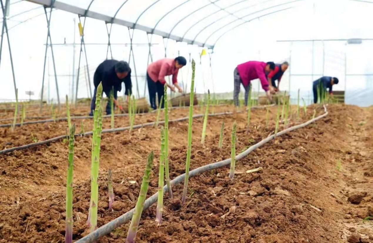 四川省委常委、成都市委書記曹立軍調(diào)研 新津區(qū)國(guó)家數(shù)字設(shè)施農(nóng)業(yè)創(chuàng)新應(yīng)用基地