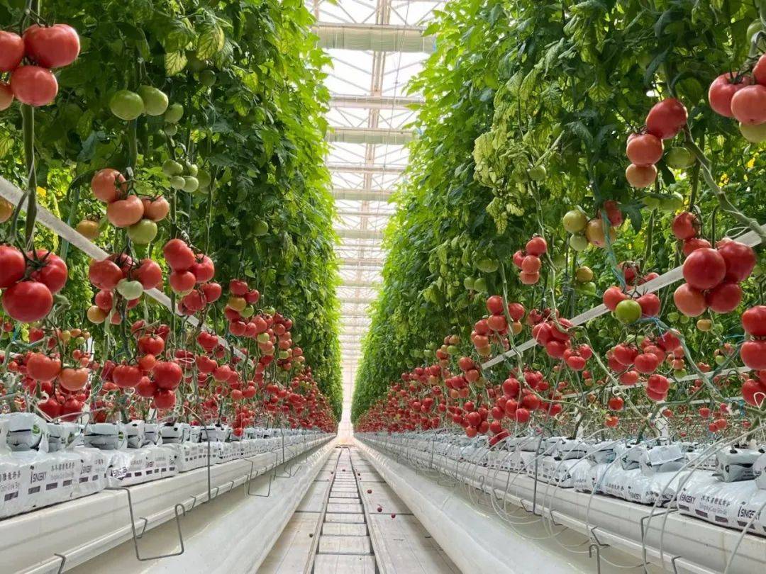 山東壽光10萬㎡智能番茄溫室