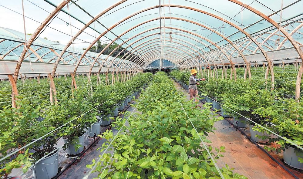 江蘇鹽城藍(lán)莓智慧種植園